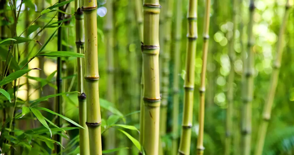 Aceite de bambú